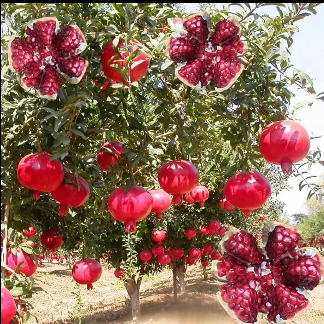 优质石榴树苗《带盆带土带叶》果大石榴盆栽地栽南北方