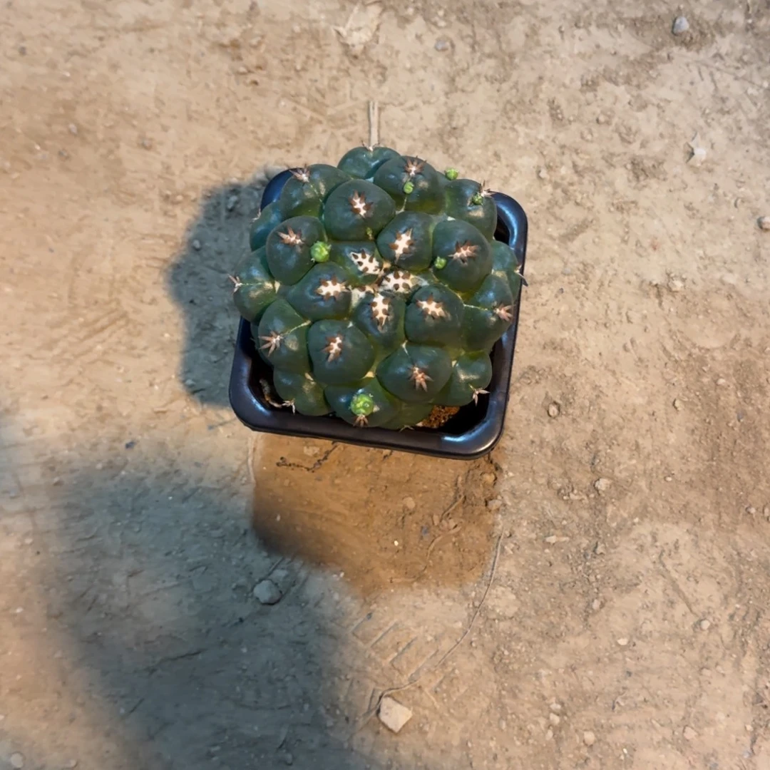 杨***妮kkklkkkl可口可乐了