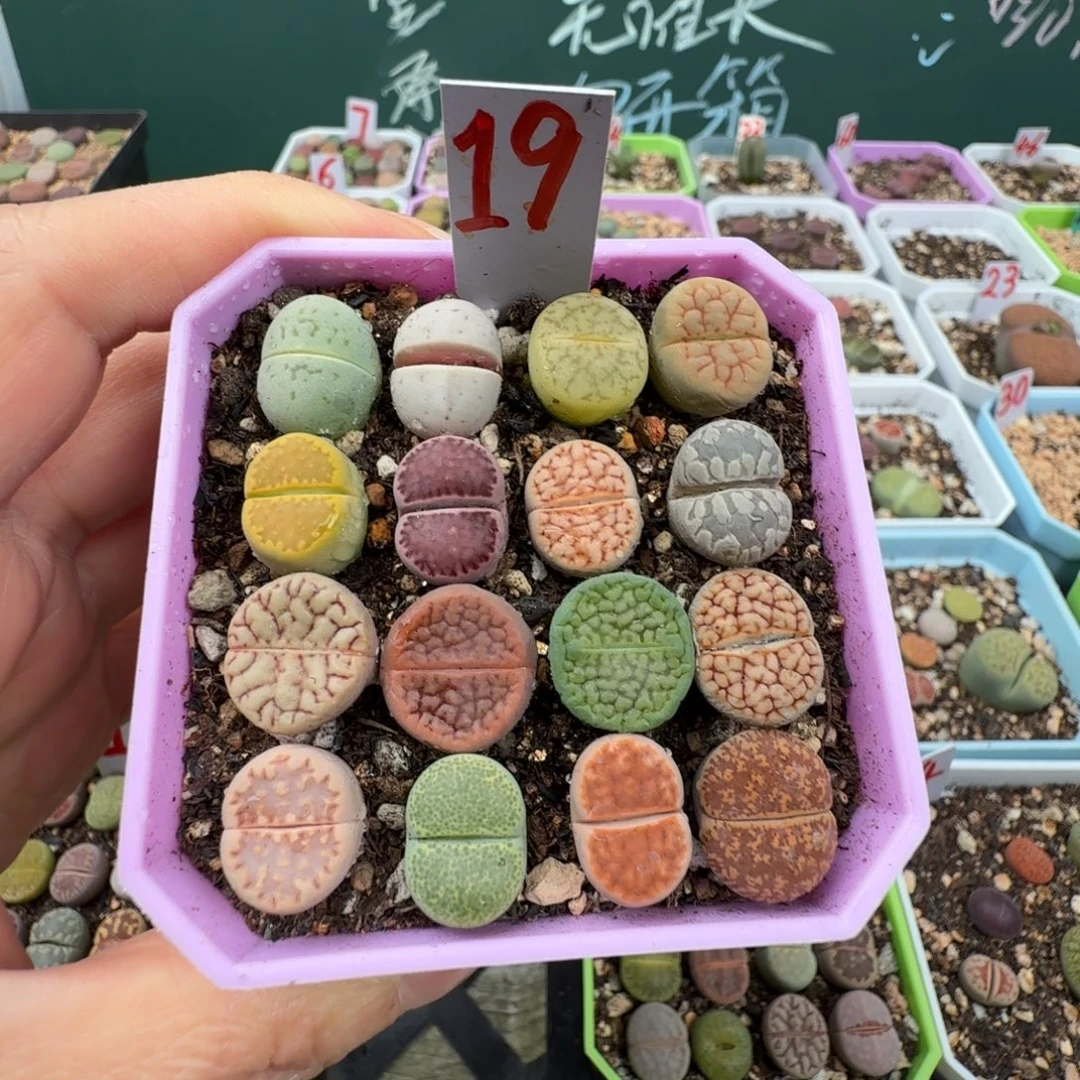 特价彩拼带盆土19