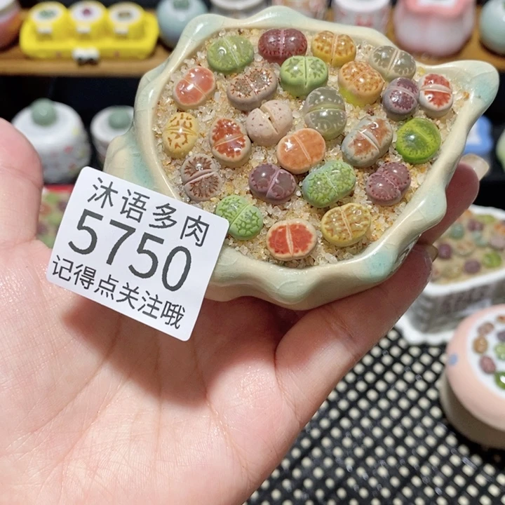 带盆土植物 一物一拍5750
