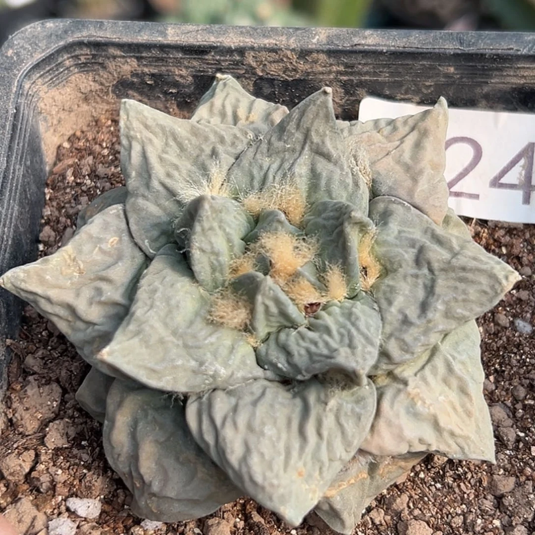 完全开放福利自根大尤龙怒牡丹224