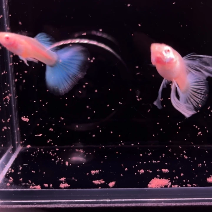 孔雀鱼蓝白宽C1对