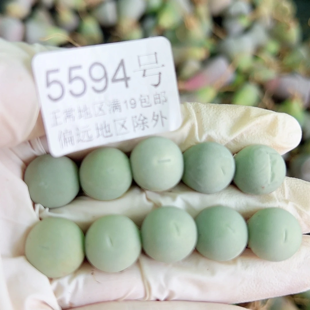 5594两年鸽子蛋10个1cm左右比较小特价