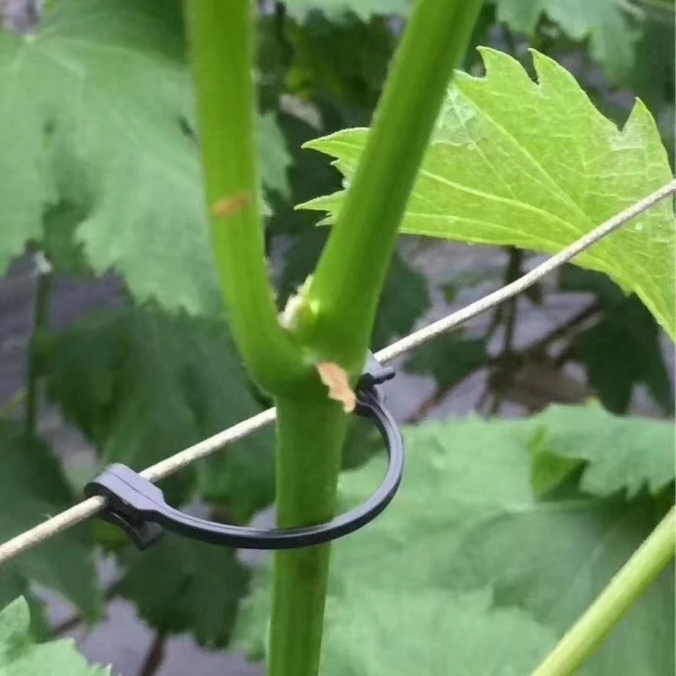 蓝莓绑枝卡扣种植葡萄绑枝卡扣固定卡子好用神器绑树扣挂钩