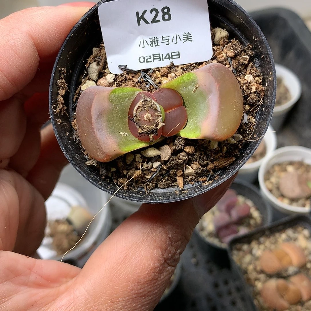 船*票K28多肉植物保护研究所