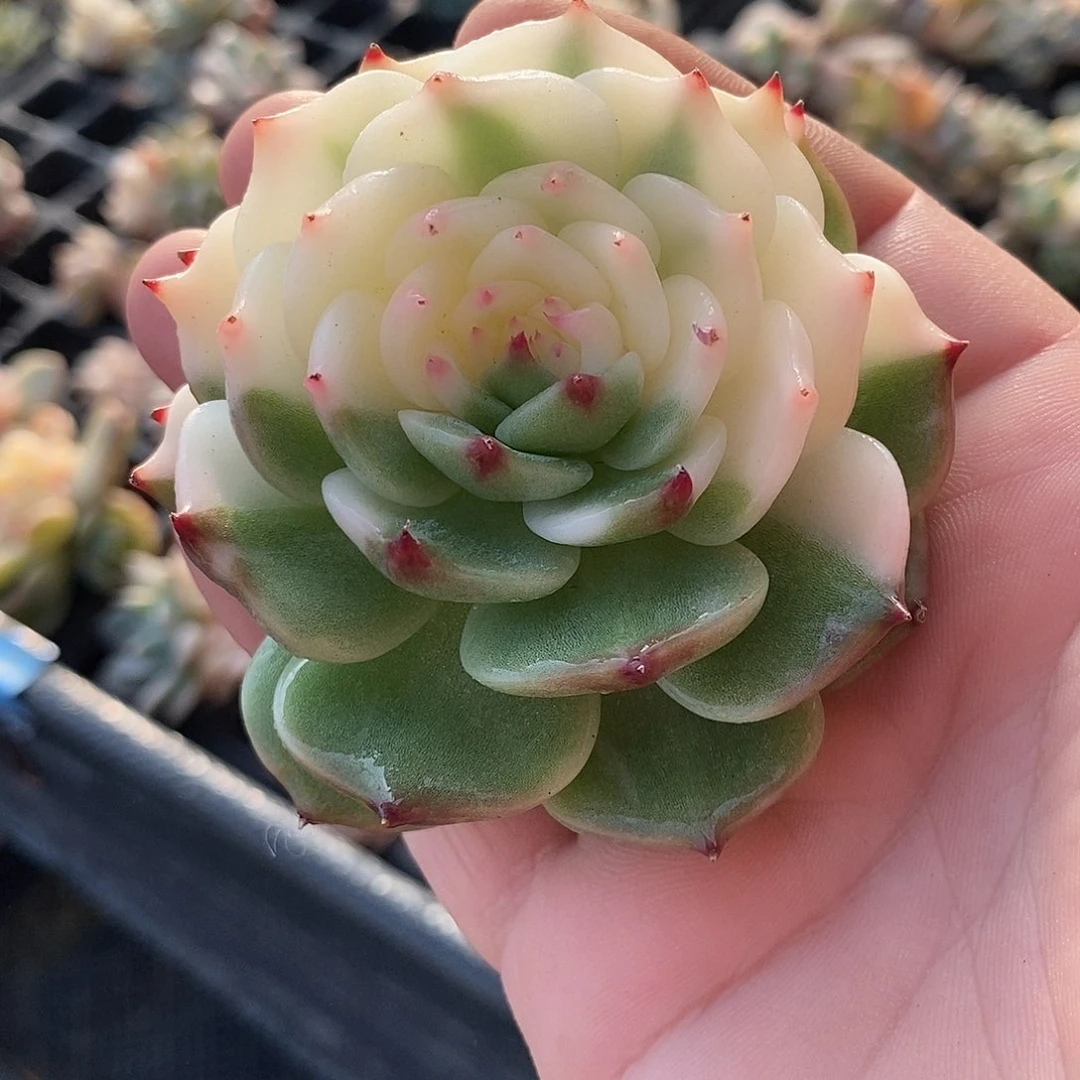 跑单处理娃娃锦多肉植物哇啦塞