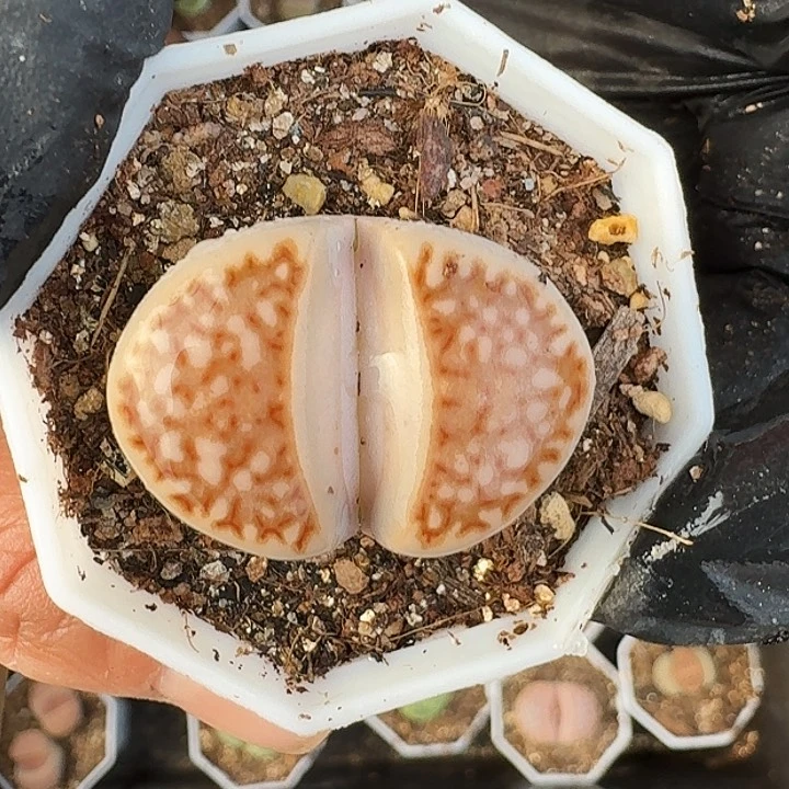 生石花1111。    333