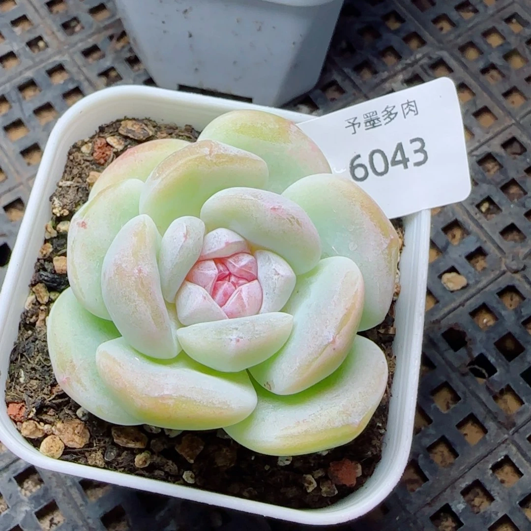 玻璃体糖心冰玉，6043多肉植物