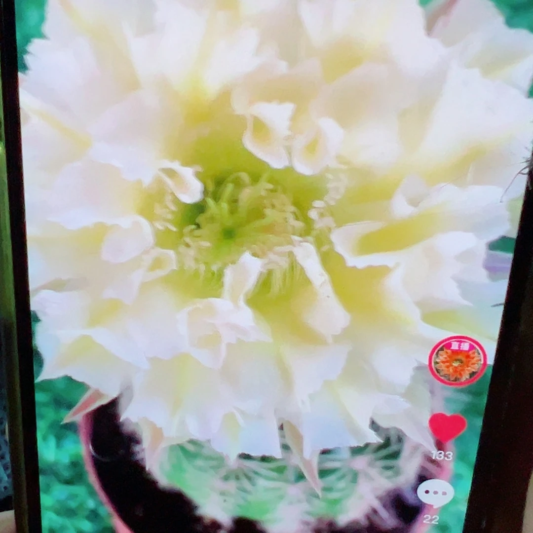 彩草 鲁西无暇侧芽 满20包邮
