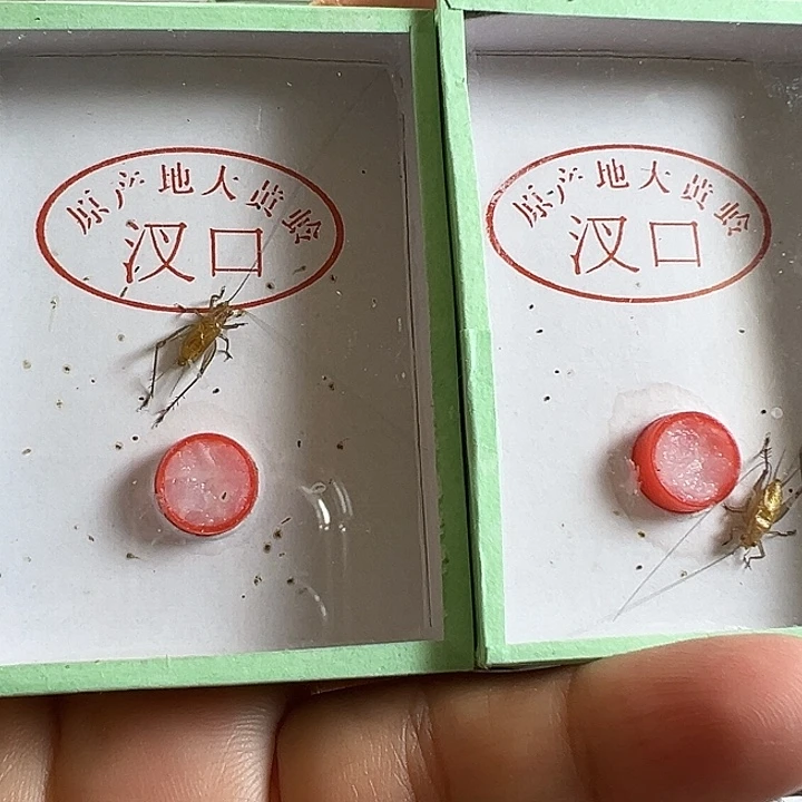 用***6两只长须野大黄好