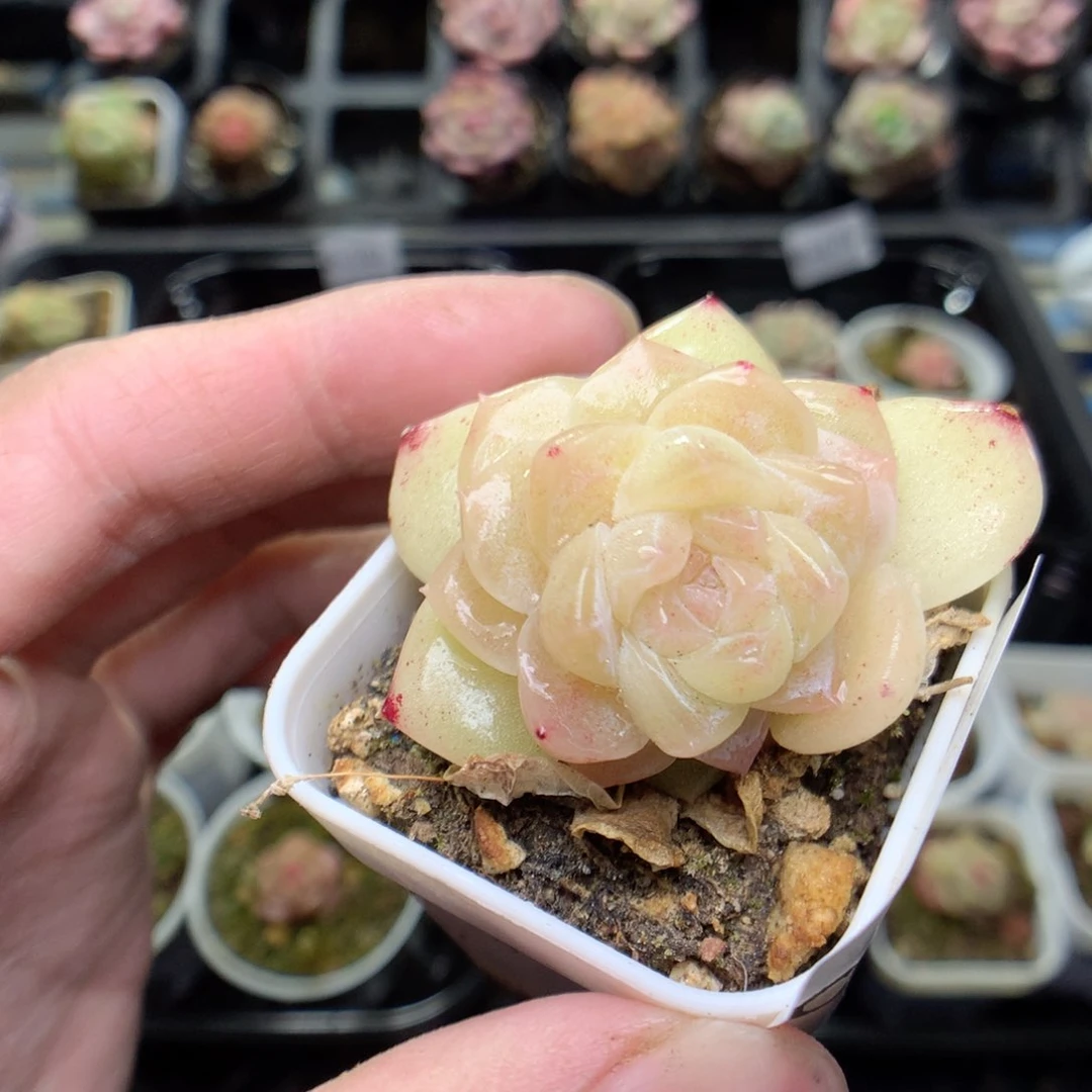 C184y y y y y y y y