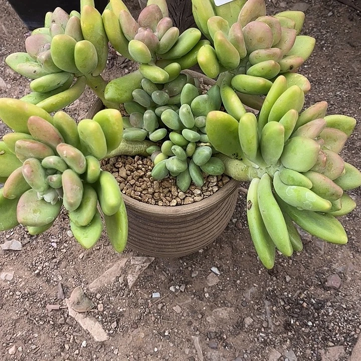 丽***6芒果奶群生，一物一拍