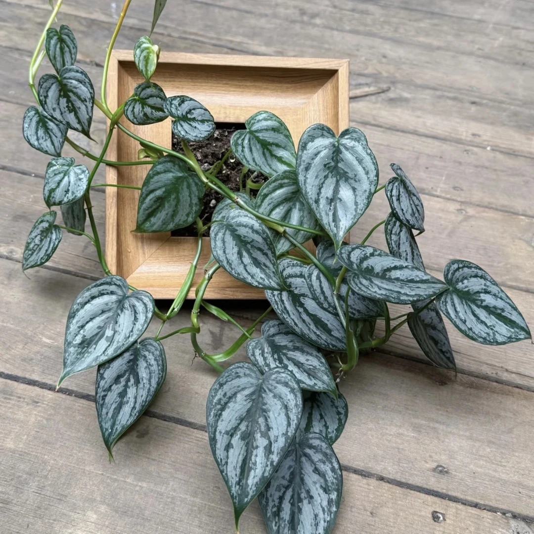 拍一发三！【120#索迪罗】好看好养室内盆栽系列