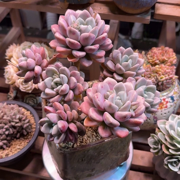 花瓣路多肉植物fuzixixi