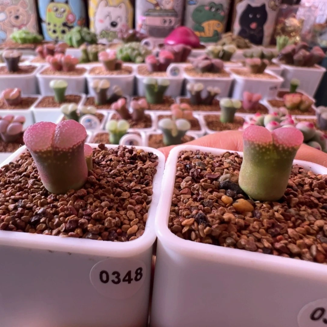 半**颠0348，0305，粉窗