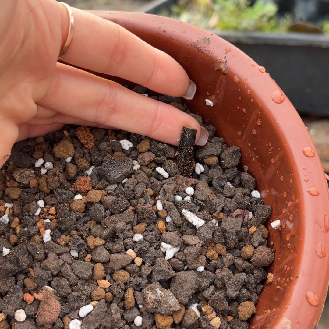 醉****）哈哈哈哈哈茜蜻蜓