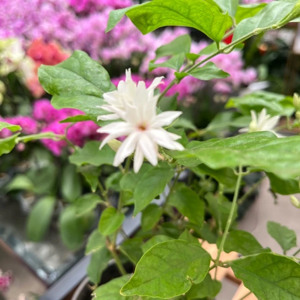 新疆包邮！茉莉花四季开花！喜水，喜光！