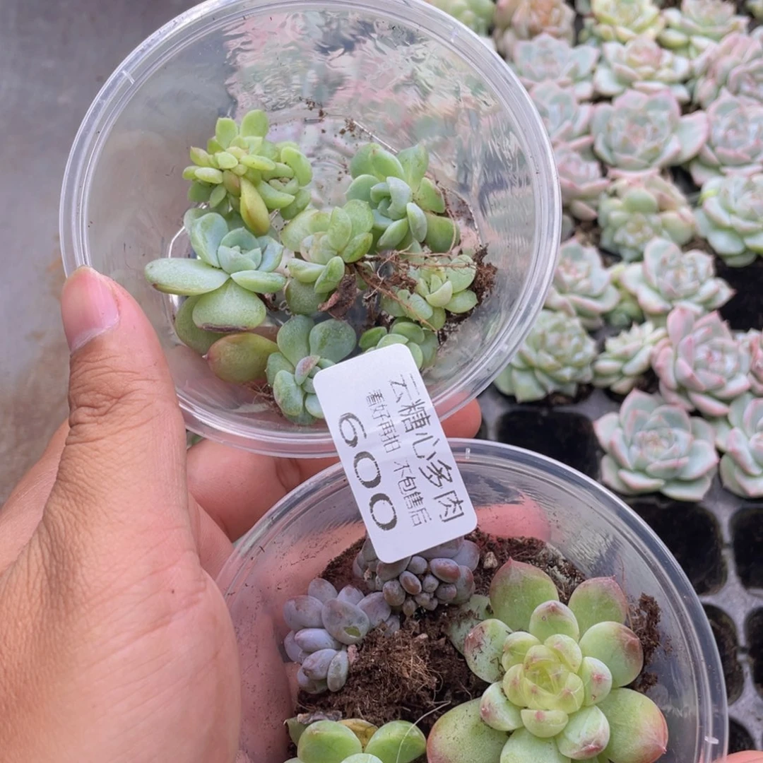云糖心多肉植物600