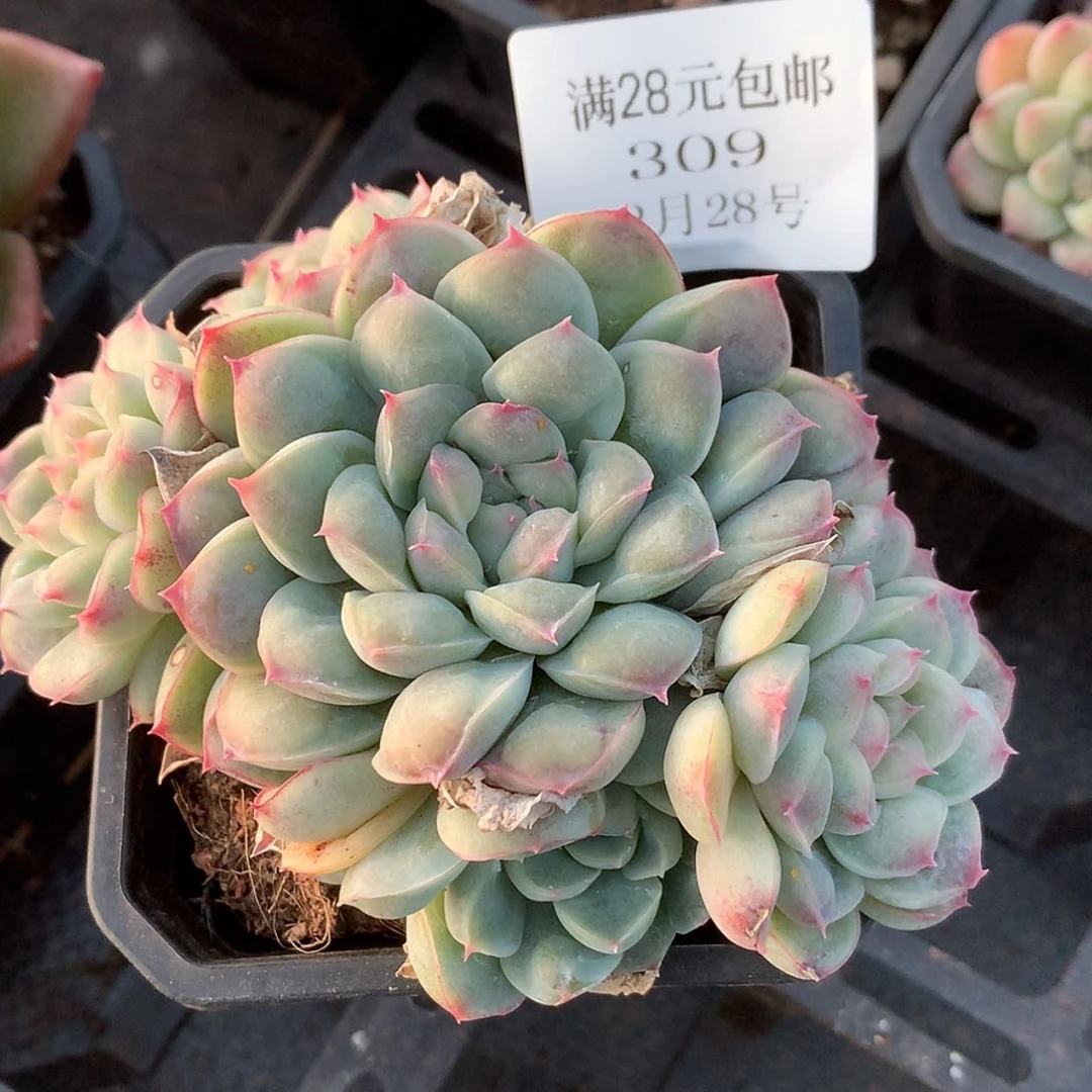 【闪购商品】云309号