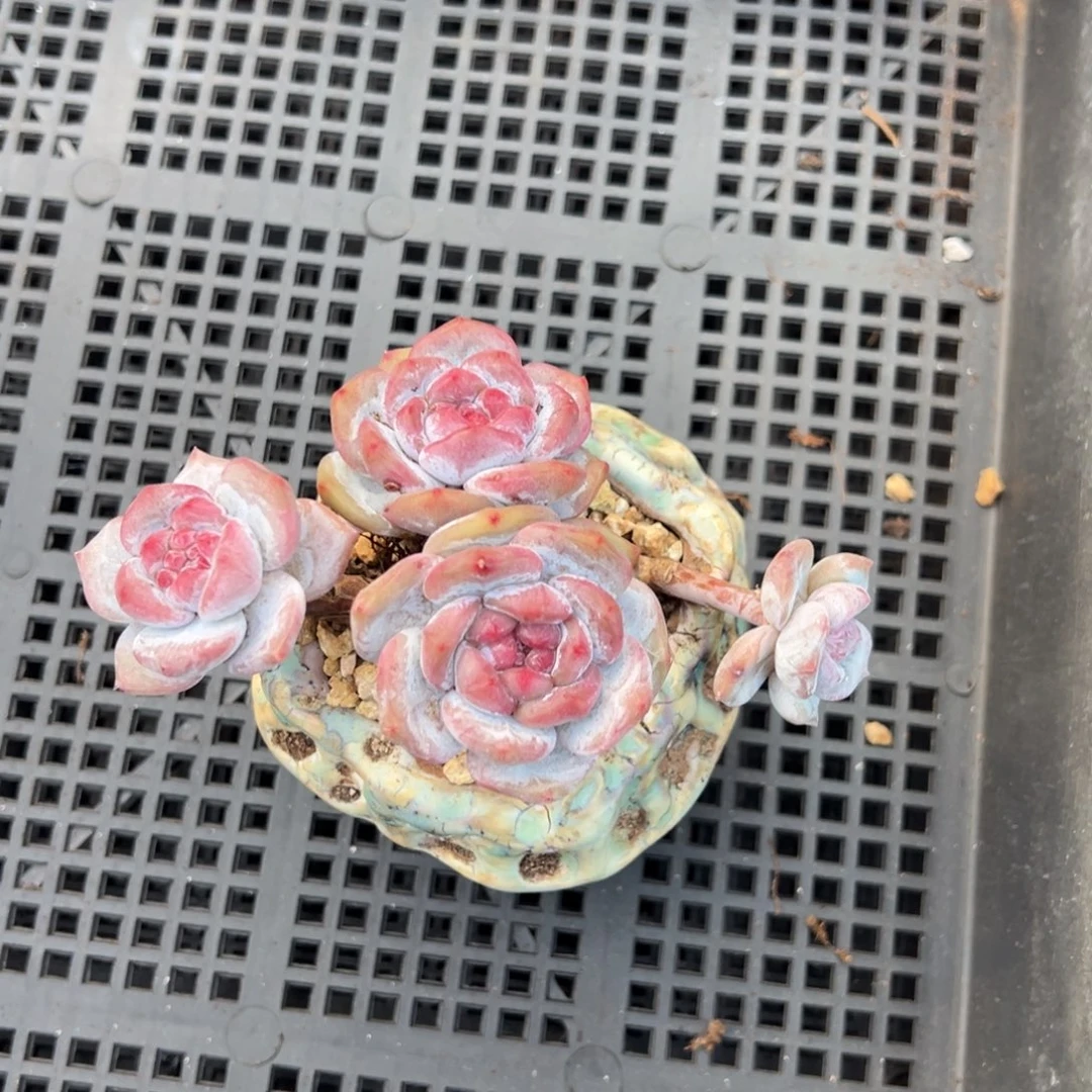 精品多肉一物一拍