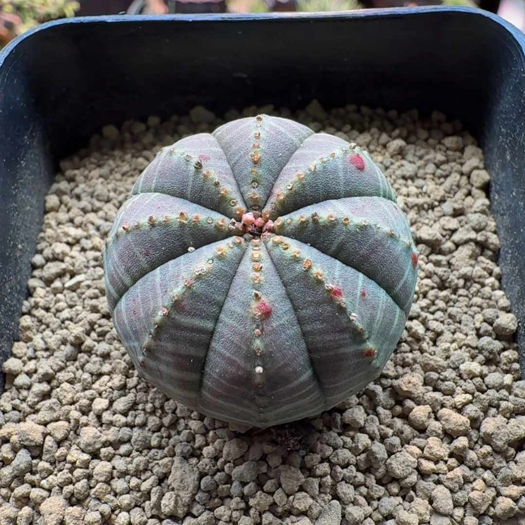实生布纹球 063 仙人掌