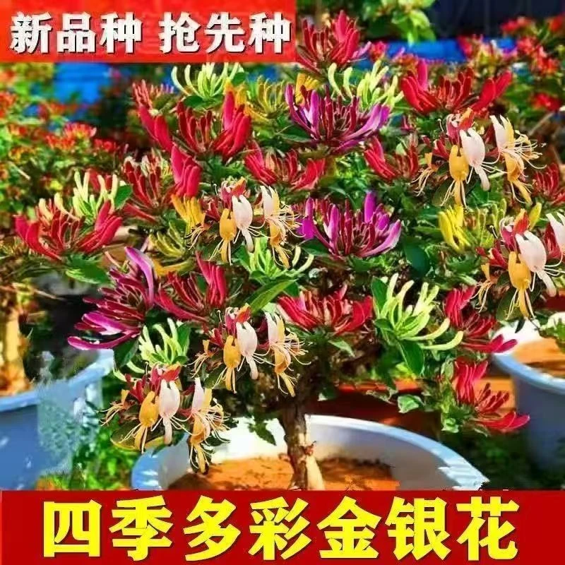 四季金银花苗盆栽地栽爬花墙可泡茶红色多彩金银花南北方都可种植