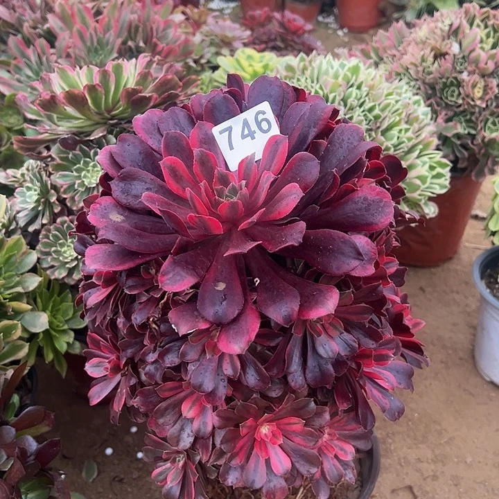 746蒙娜丽莎手捧多肉