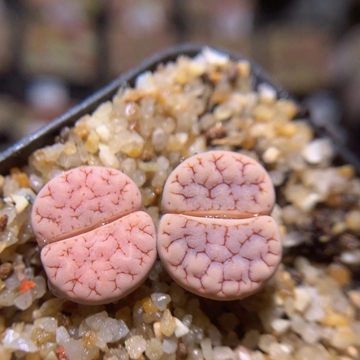 小*乖zzz精品生石花1417