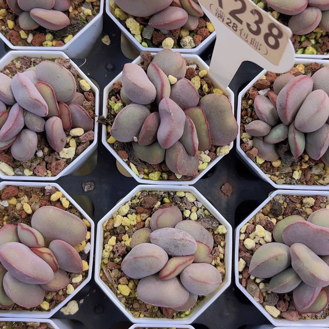 A238红蛋一物一拍I