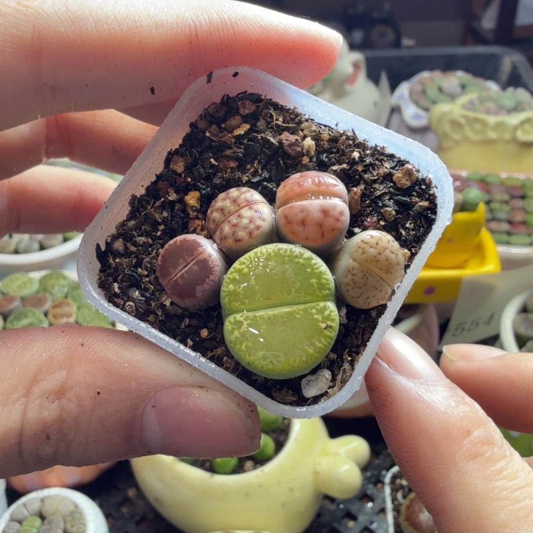 多肉葡萄的季节性好569