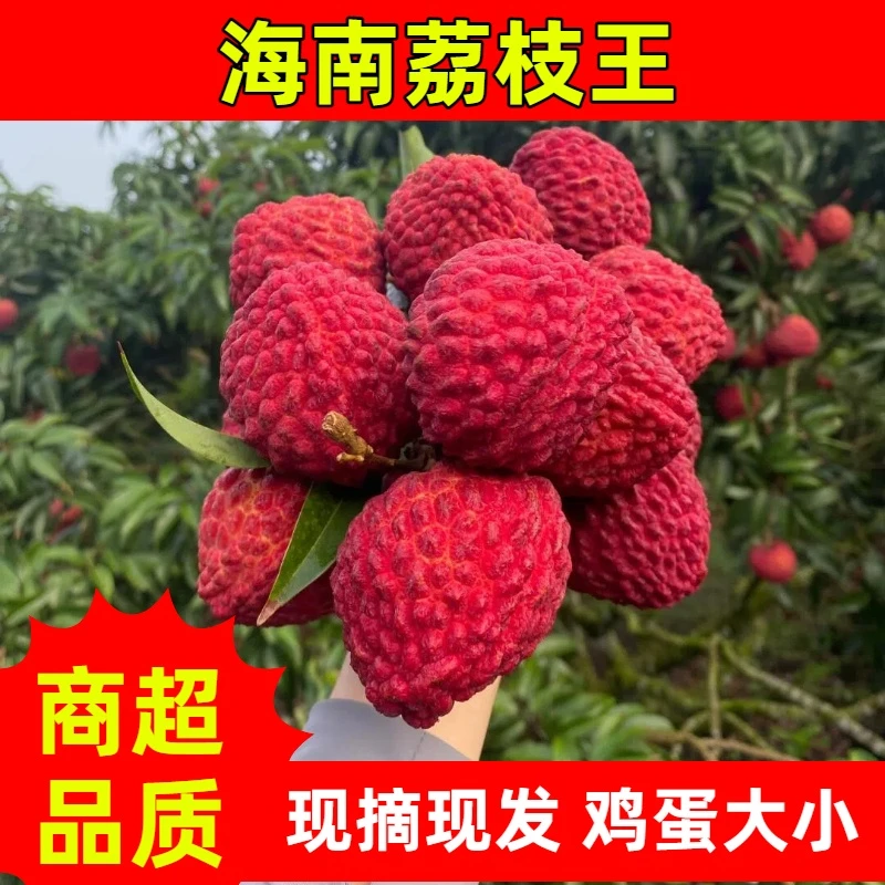 海南空运荔枝王紫娘喜当季现摘特大果爆甜多汁顺丰冷链核小家庭装
