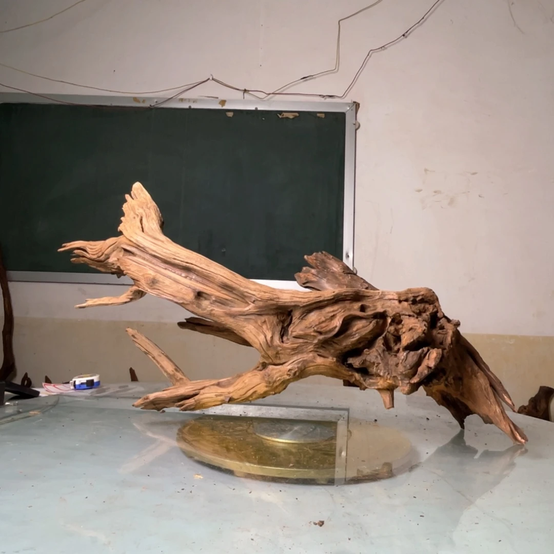 香榧木月*胧鱼缸里的大自然