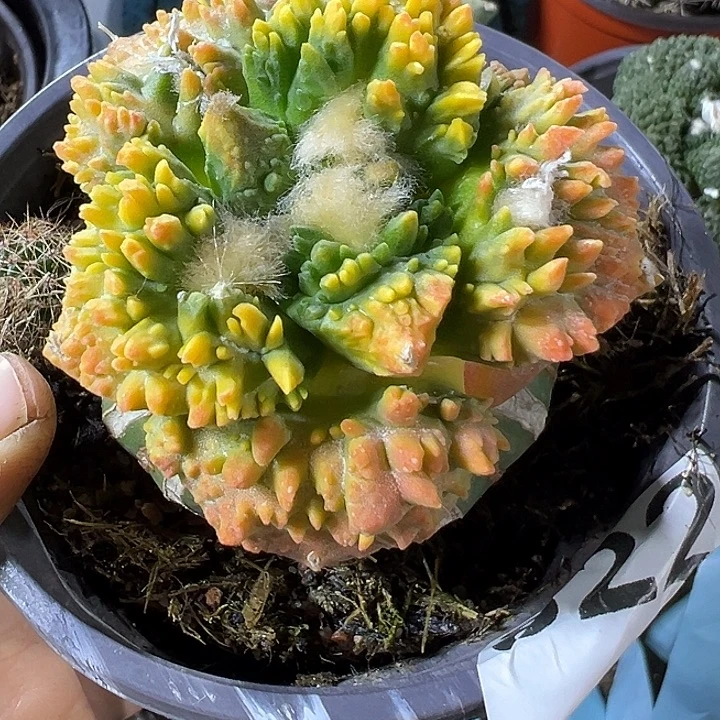 牡丹锦822仙人球开花