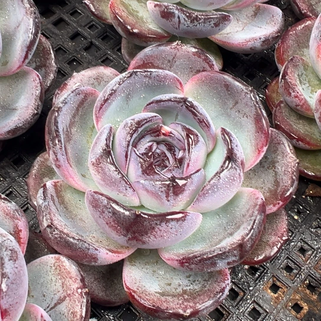 从前慢花园多肉编号1127-黑橙