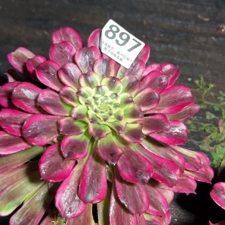 萍**逢897多肉植物波澜