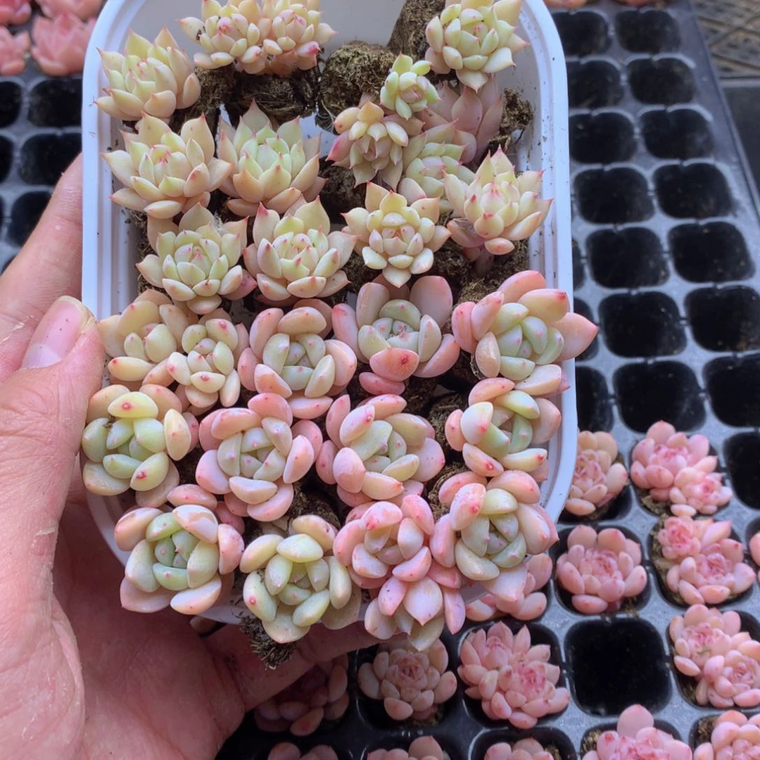 反反复复还是很钱013