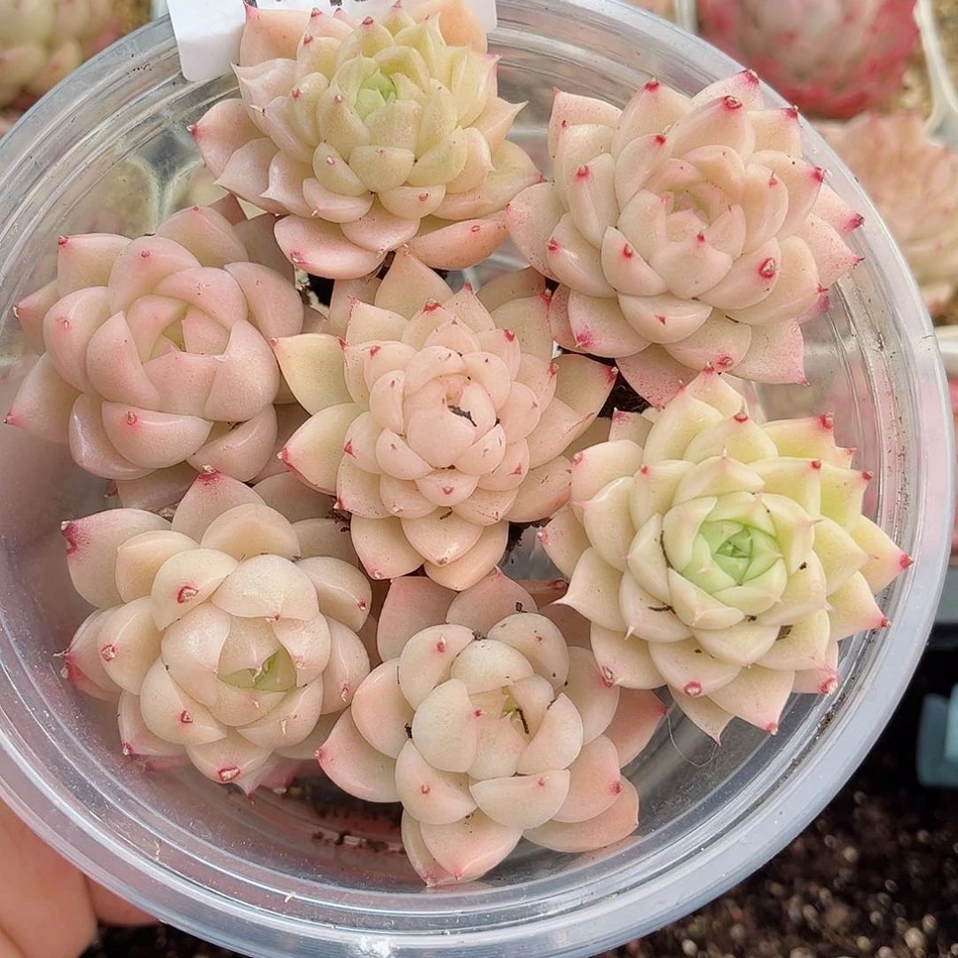 1-421 新疆西藏内蒙不发12.8包邮2-3公分多肉