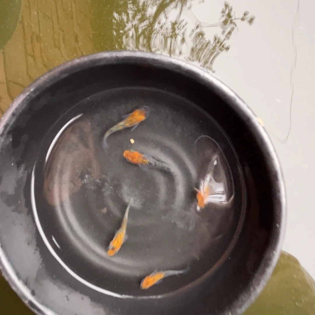 青鳉鱼红头尤利西斯5条，2到2.5公分
