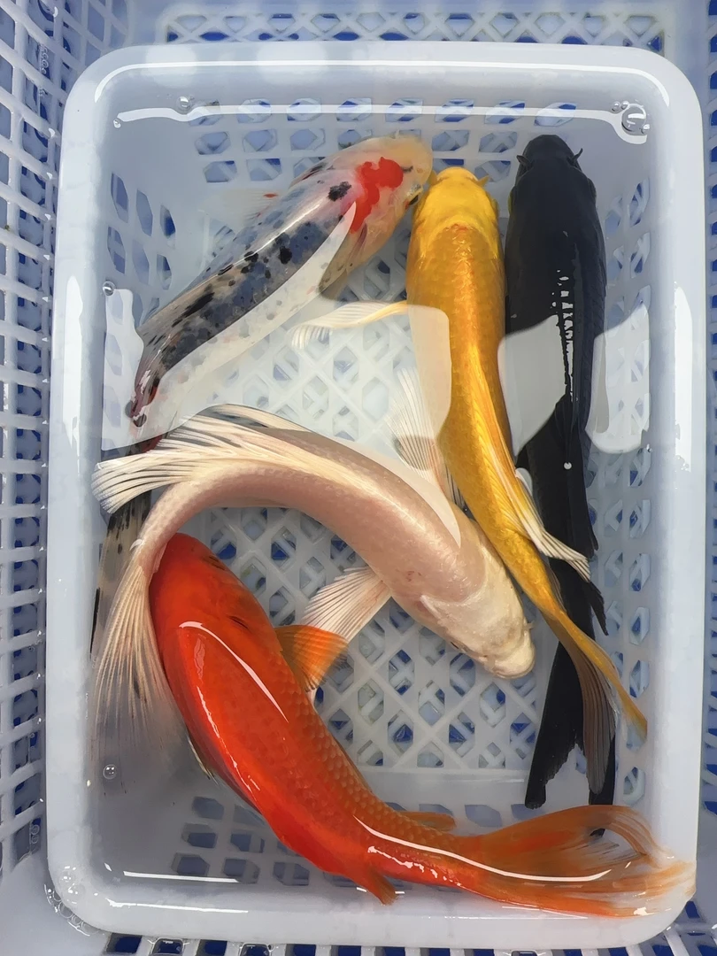 5 号 经典五福鱼【黄白红德系龙兰花10-12公分】 冷水观赏鱼 包邮