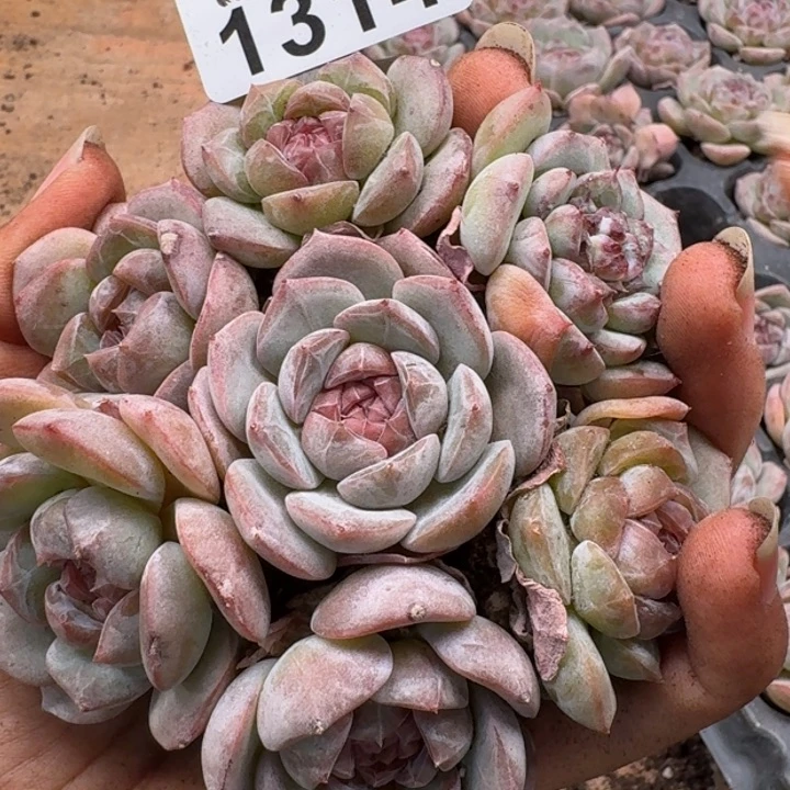 无花朵多肉植物多肉植物