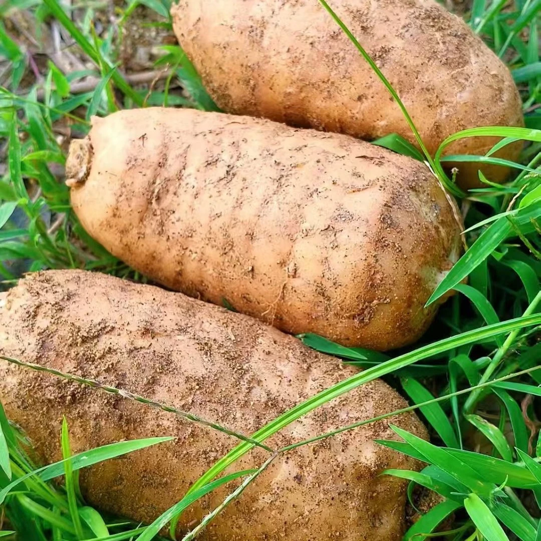 大别山原产地鲜天麻拍1单到手3.5斤