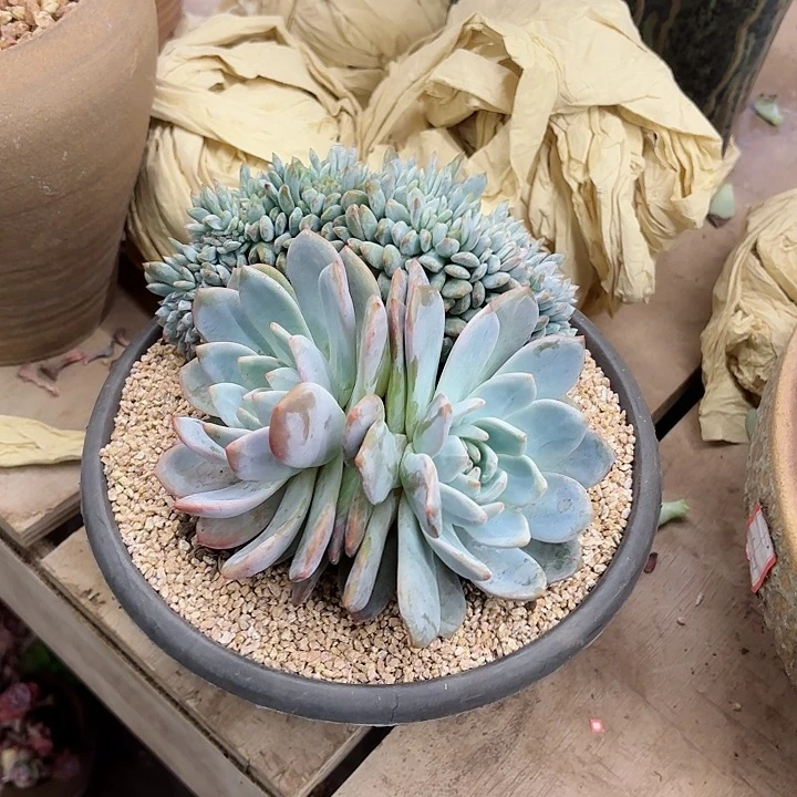 小***王橙梦露双头缀化一物一拍