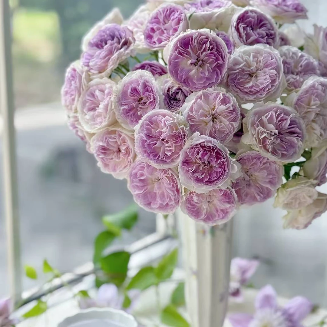 门店多头蓝月石玫瑰鲜切花云南基地直发顺丰发货