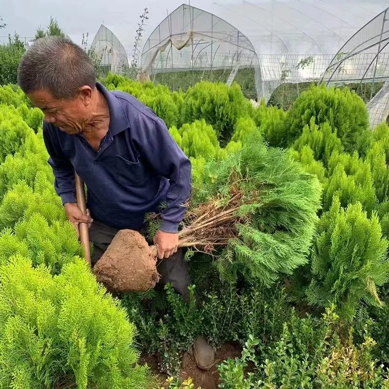 洒金柏树苗 盆景素材 洒金柏苗 松柏苗木 盆栽花卉庭院绿化植物