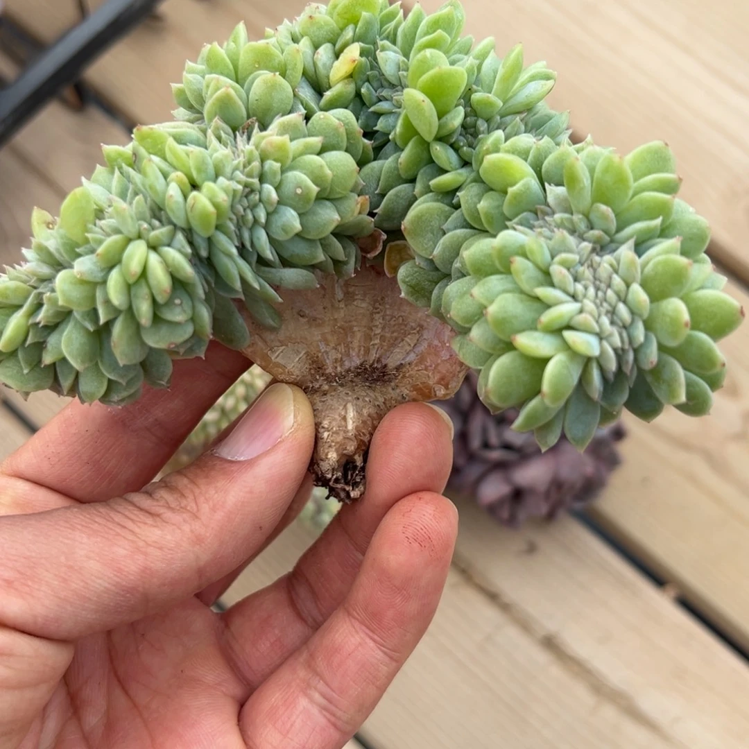 新年快乐 新年快乐