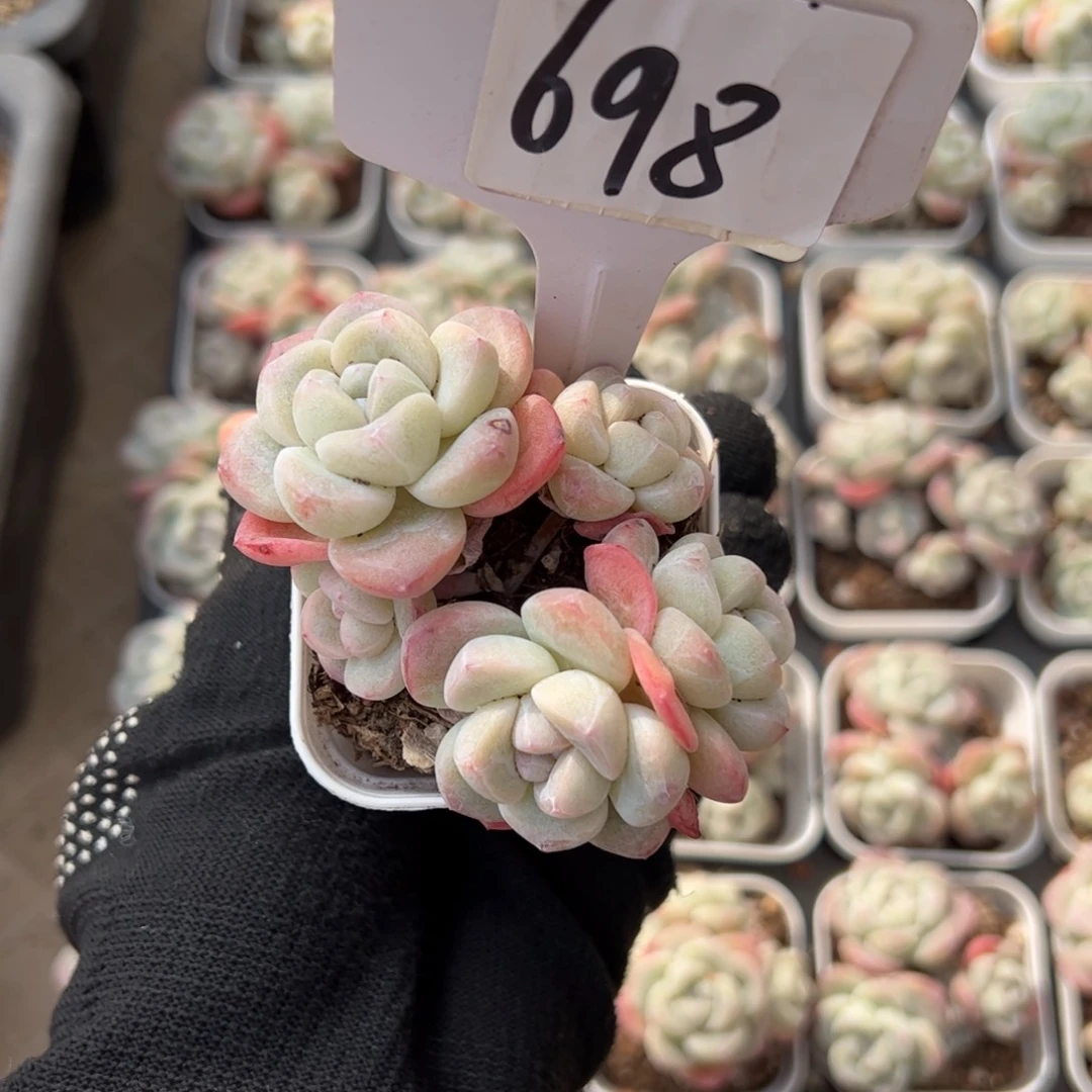 红陶蛇*✨698号多肉植物