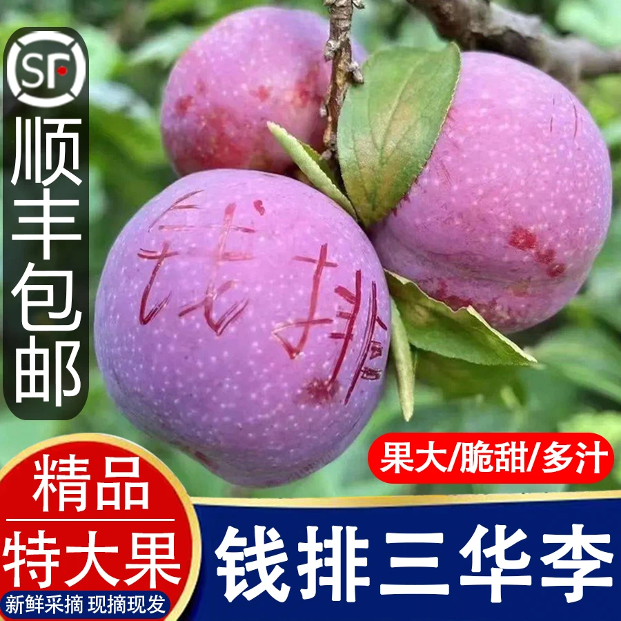 正宗钱排三华李子特大果新鲜采摘酸甜爽口孕妇水果青李子应季水果