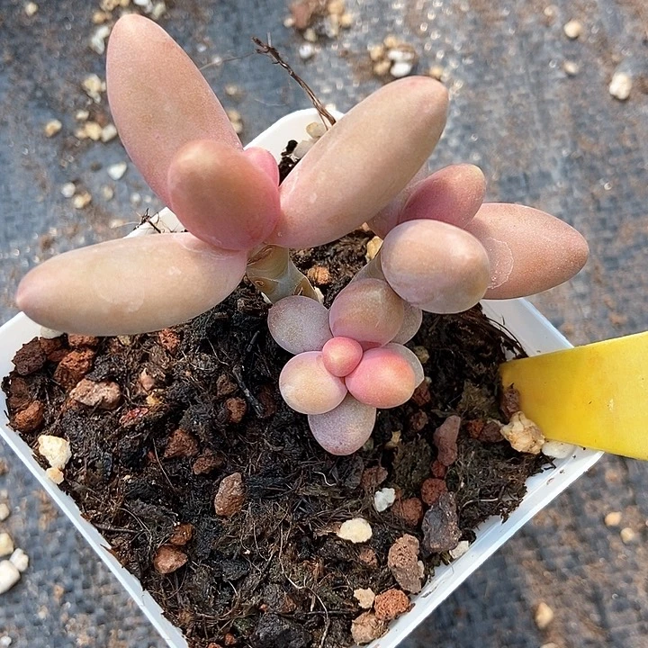 多肉植物糖果2000