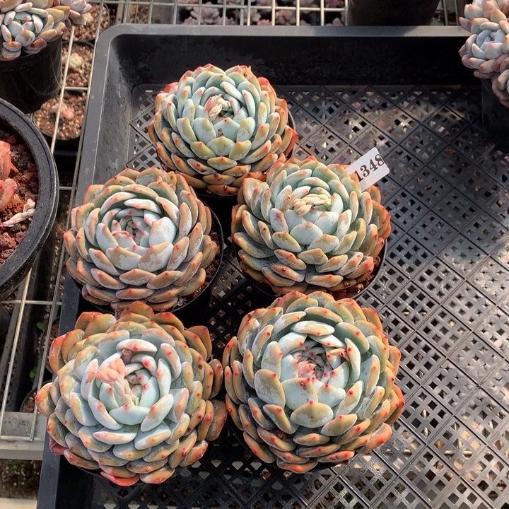 月***。1348五个嗯嗯嗯嗯嗯嗯嗯好喜欢