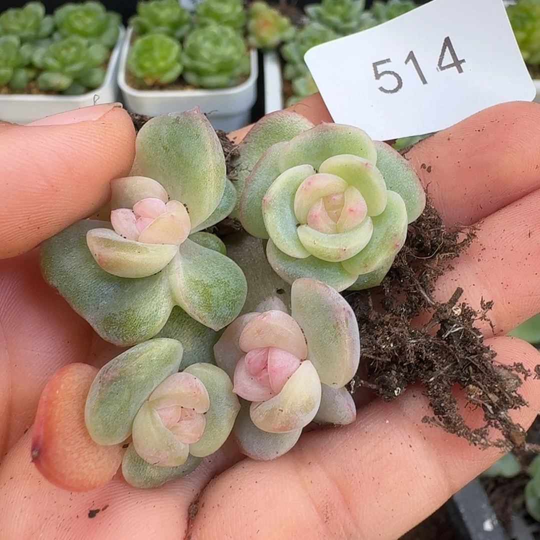 一物一拍一物一拍917-514
